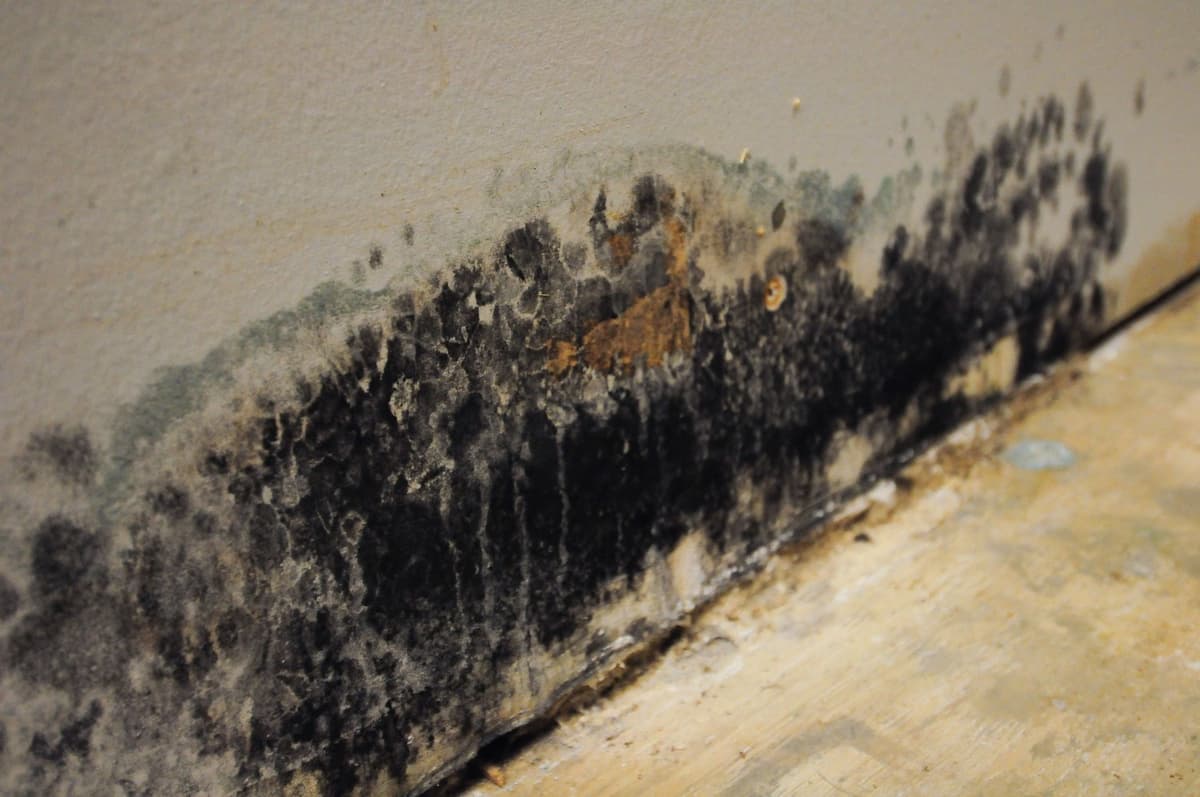 How to File an Insurance Claim for Mold Damage Successfully