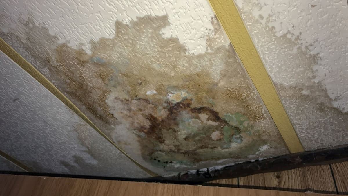 Role of a Public Adjuster in Mold Damage Insurance Claims